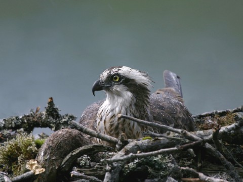 osprey3.jpg