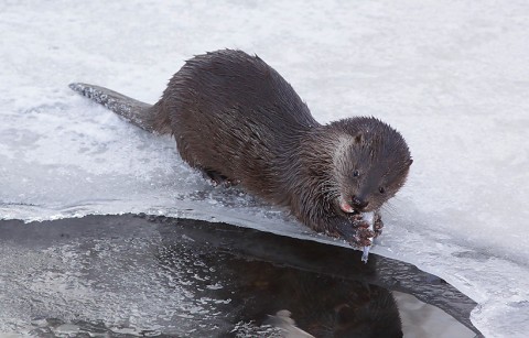 otter014.jpg