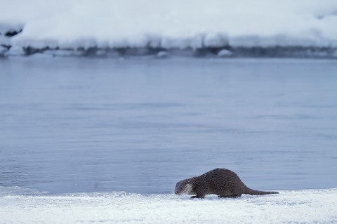 otter021.jpg