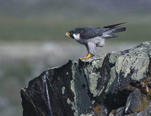 peregrine3.jpg