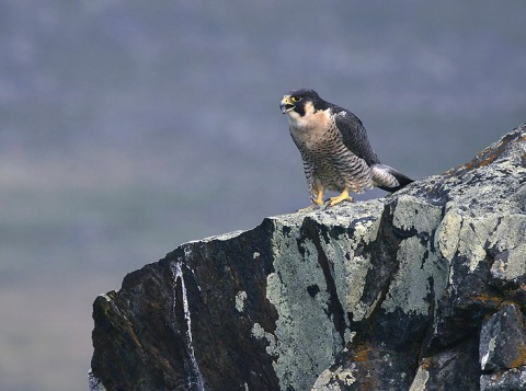 peregrine7b.jpg