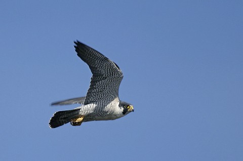 peregrine92.jpg