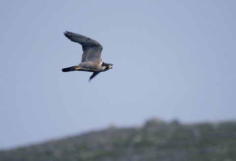 peregrine93.jpg