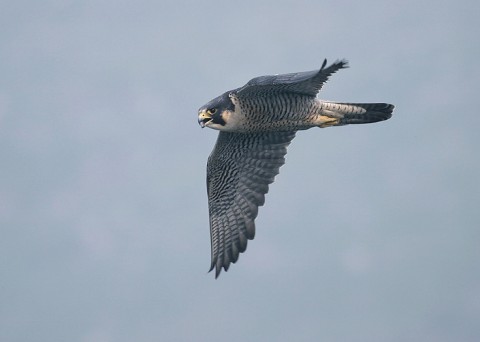 peregrine94.jpg