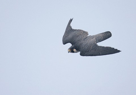 peregrine95.jpg