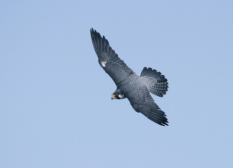 peregrine96.jpg