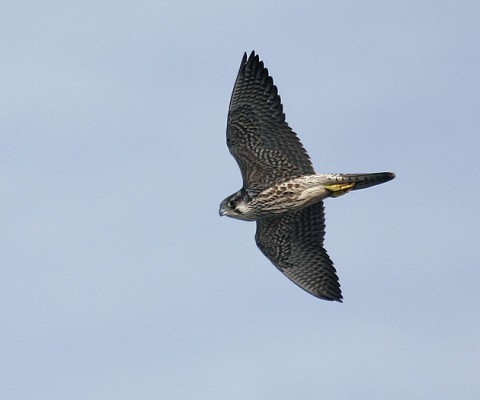 peregrine97.jpg