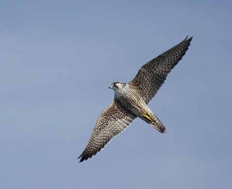 peregrine98.jpg