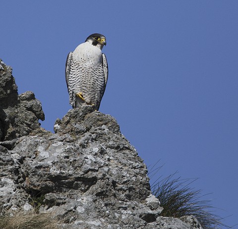 peregrine