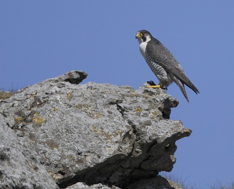 peregrine