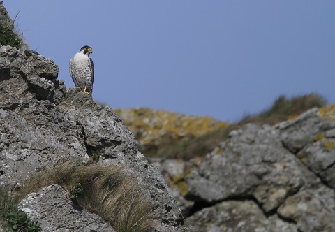 peregrine