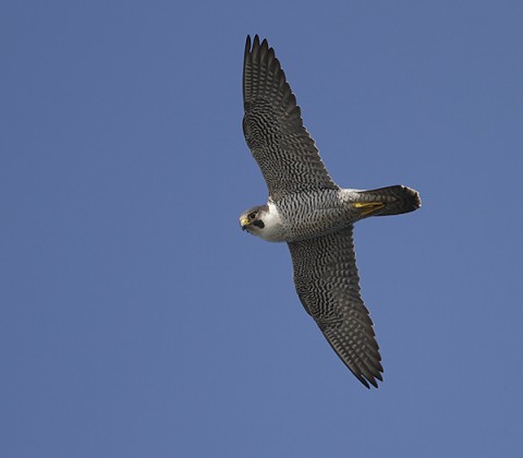 peregrine