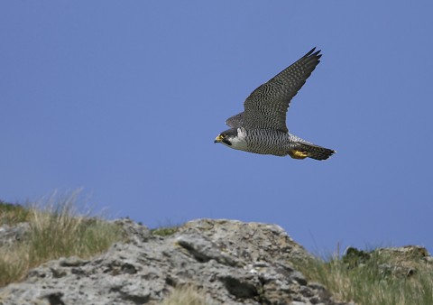 peregrine