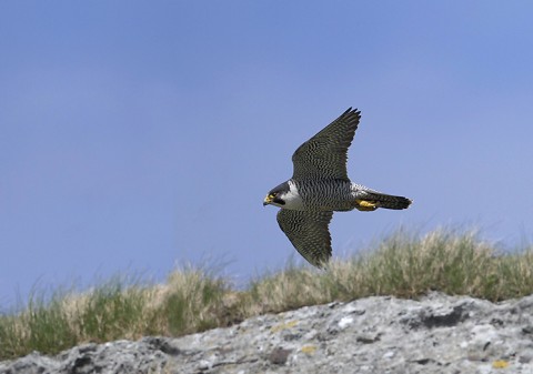 peregrine