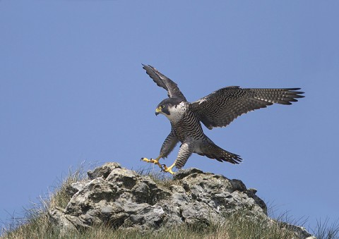 peregrine