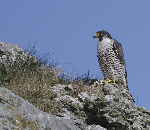 peregrine