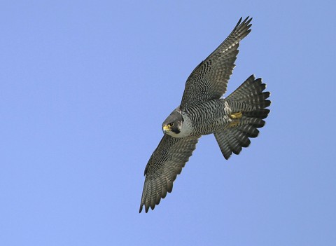 peregrine