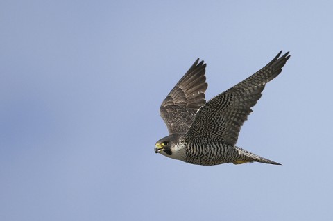 peregrine