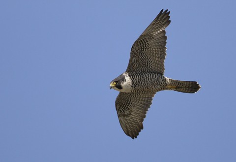 peregrine