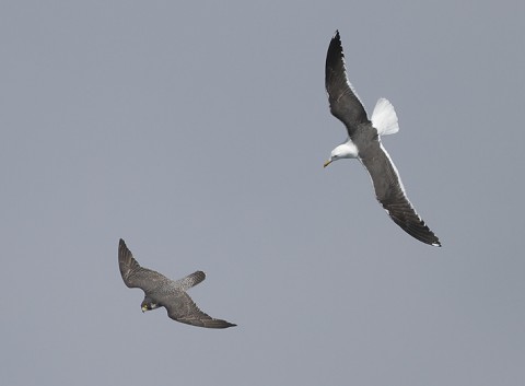 peregrine