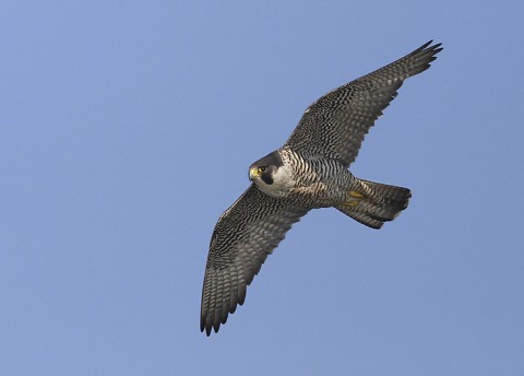 peregrine