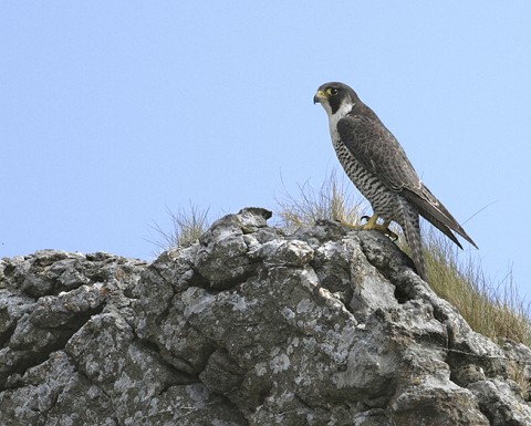 peregrine