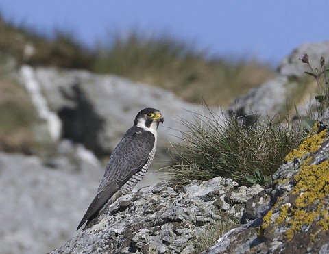 peregrine