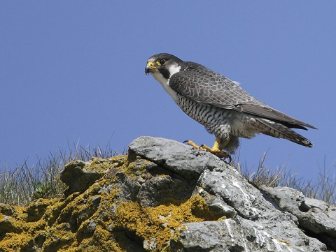 peregrine