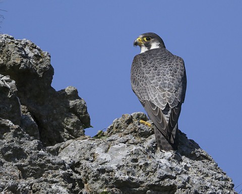 peregrine