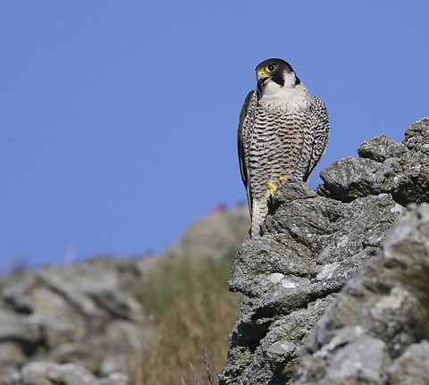 peregrine