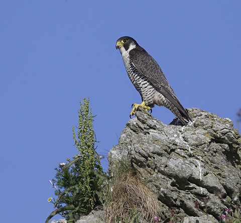 peregrine