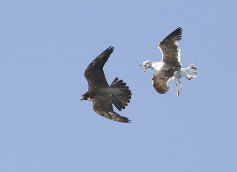 peregrine