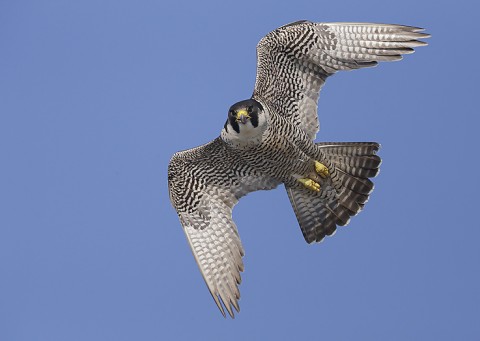 peregrine