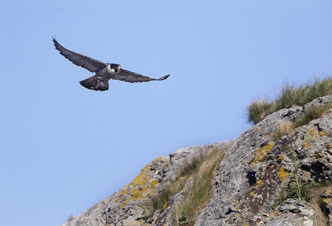 peregrine