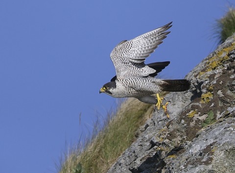 peregrine