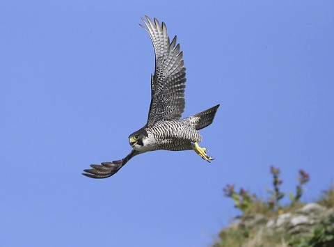 peregrine