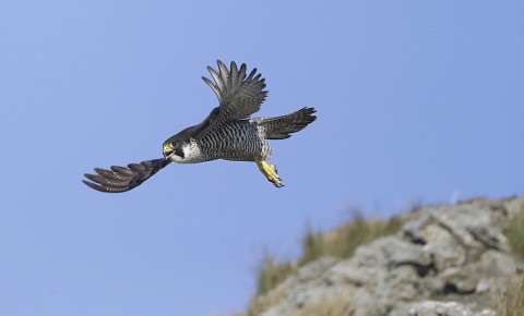 peregrine