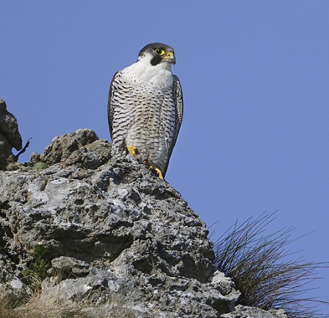 peregrine