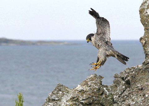 peregrine