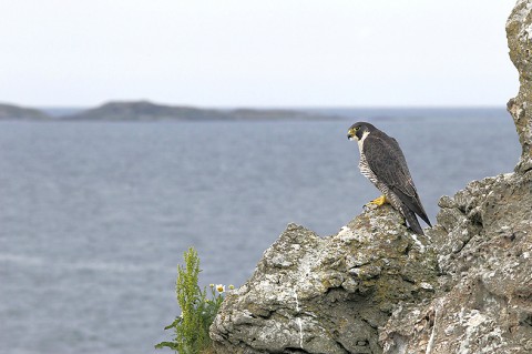 peregrine