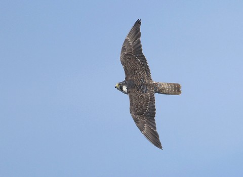 peregrine