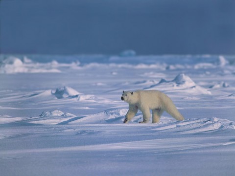 polarbear91.jpg