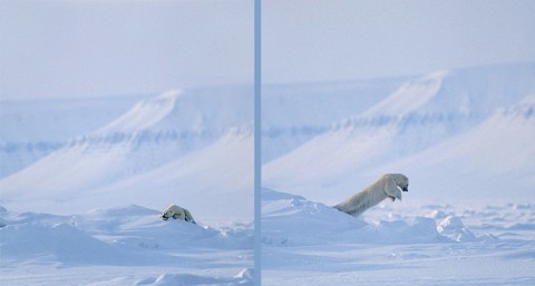 polarbear92a.jpg