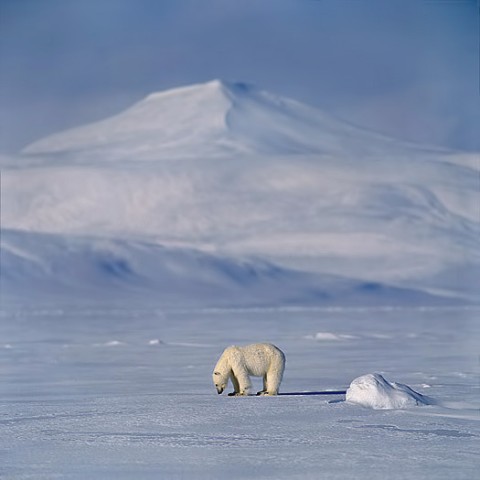 polarbear96.jpg