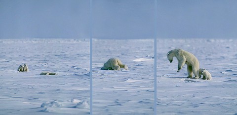 polarbear97a.jpg