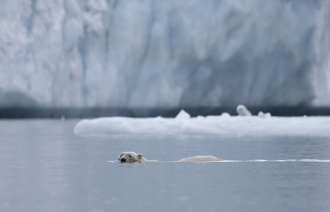 polarbear