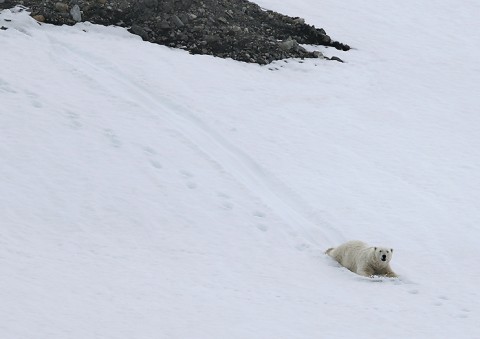 polarbear