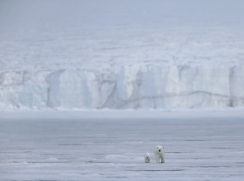 polarbear