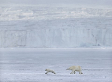 polarbear