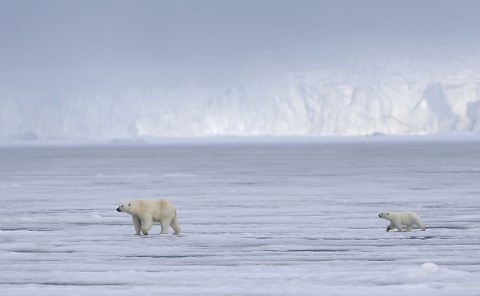 polarbear